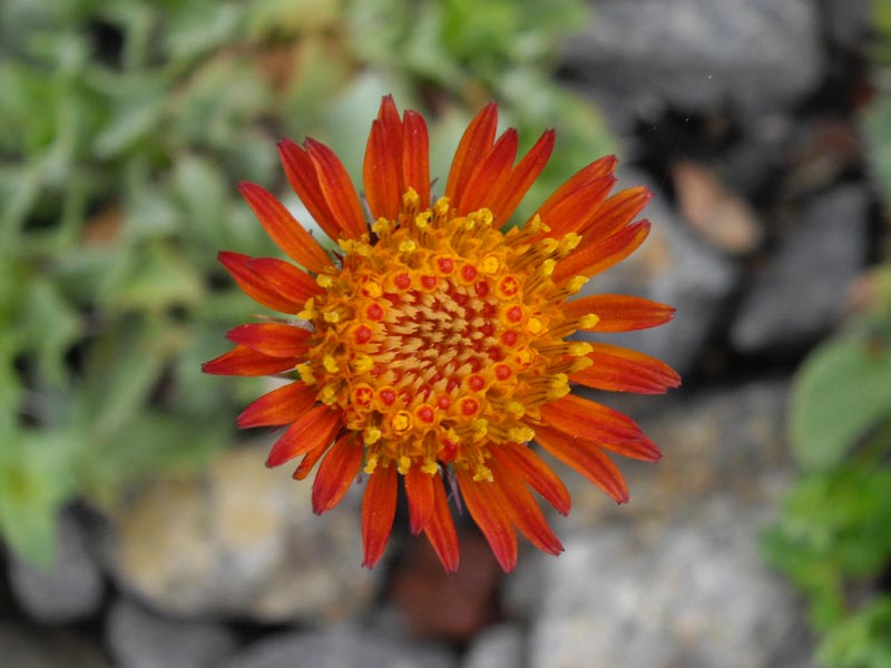 Haplopappus macrocephalus photo